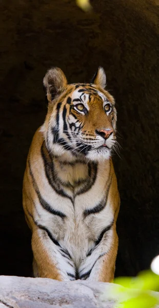 Närbild porträtt av en tiger — Stockfoto