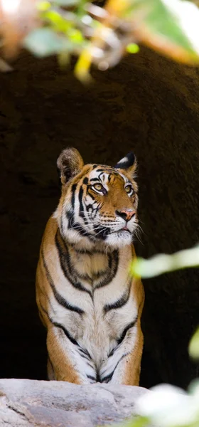 Close up  Portrait of a tiger — Stock Photo, Image