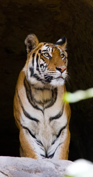 Primer plano retrato de un tigre — Foto de Stock