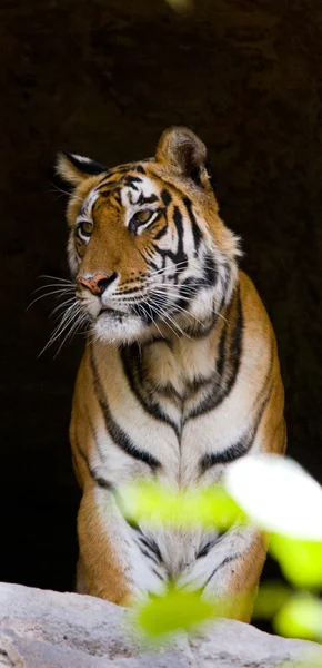 Κοντινό πλάνο με πορτρέτο μιας τίγρης — Φωτογραφία Αρχείου