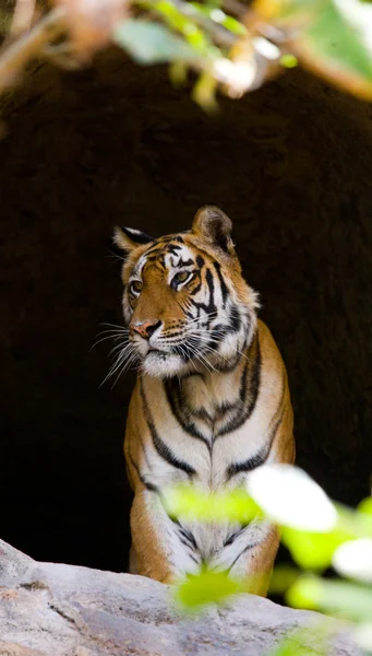 Een wilde tijger. — Stockfoto