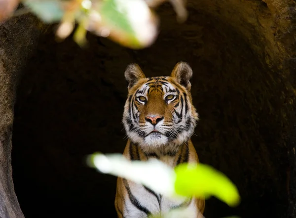 En vild Tiger. — Stockfoto