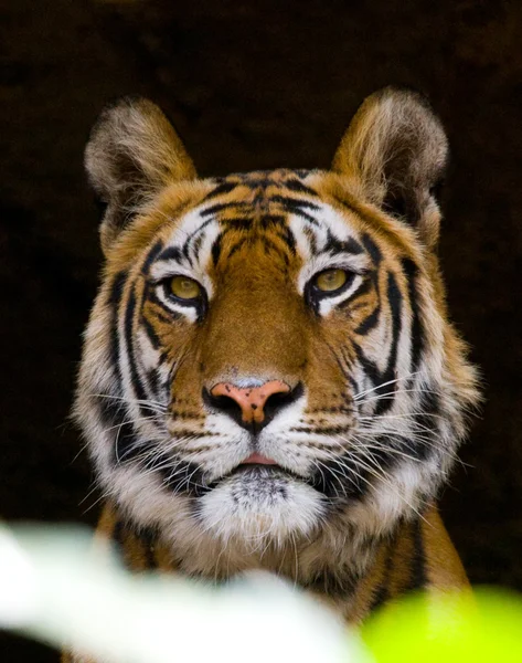 Närbild porträtt av en tiger — Stockfoto