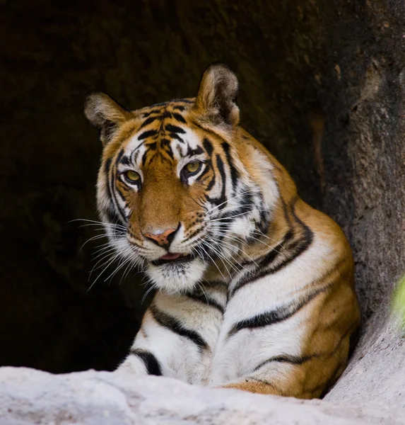 Primer plano retrato de un tigre —  Fotos de Stock