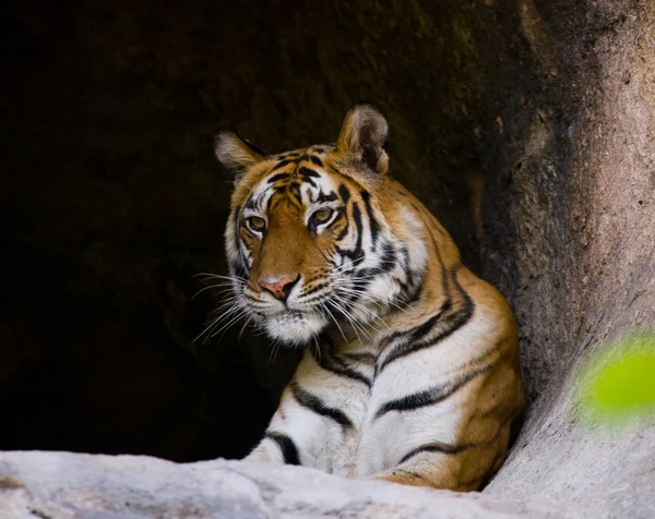 Κοντινό πλάνο με πορτρέτο μιας τίγρης — Φωτογραφία Αρχείου