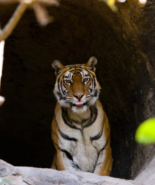 Una tigre selvatica . — Foto Stock