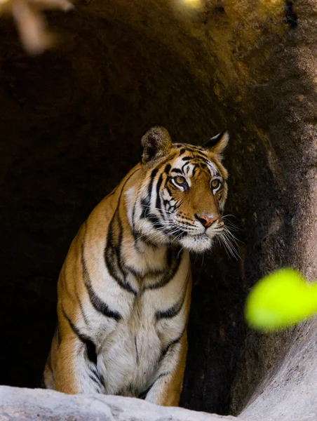 Een wilde tijger. — Stockfoto