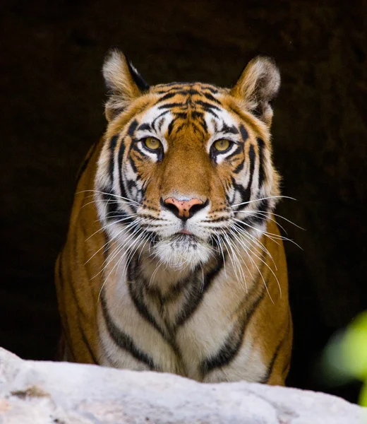 Portrait rapproché d'un tigre — Photo