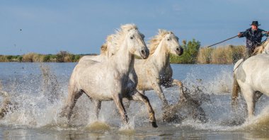Beyaz Camargue at sürüsü