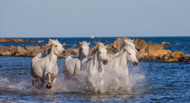 Deniz kenarında dörtnala atlar