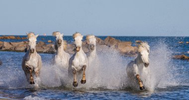 Deniz kenarında dörtnala atlar
