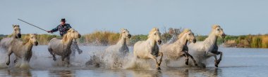 Beyaz Camargue at sürüsü