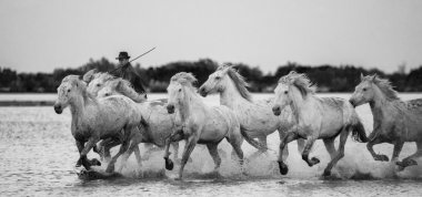 Beyaz Camargue at sürüsü