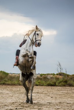 Güzel kadın bir binicilik