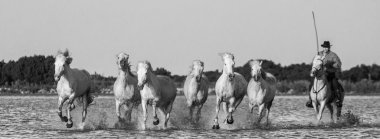 Beyaz Camargue at sürüsü