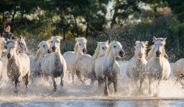 Beyaz Camargue at sürüsü