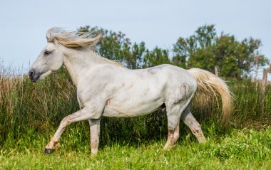 Camargue horse playing clipart