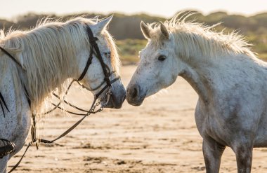 Portrait of two white horses clipart