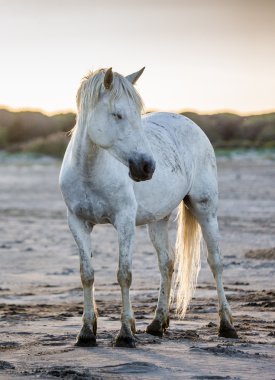 Beyaz camargue ATI
