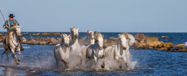 Beyaz Camargue at sürüsü