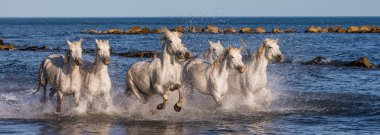 Horses galloping along the sea clipart