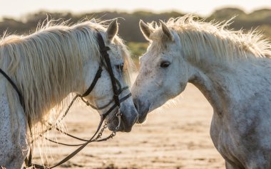Portrait of two white horses clipart