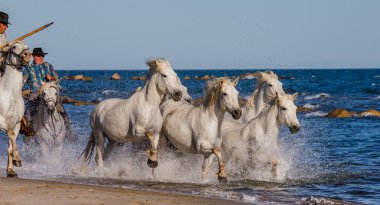 Beyaz Camargue at sürüsü