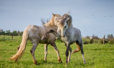 İki Camargue aygır oynayan beyaz