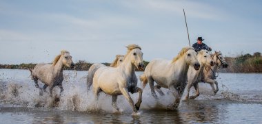 Beyaz Camargue at sürüsü