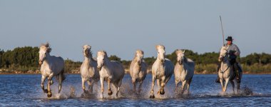 Beyaz Camargue at sürüsü