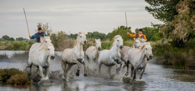 Beyaz Camargue at sürüsü