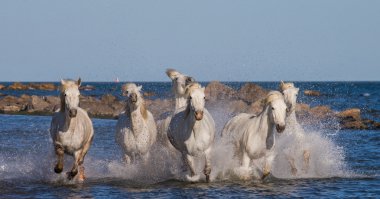 Horses galloping along the sea clipart