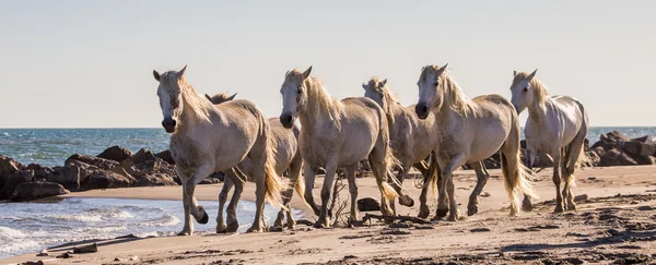 Galloping white horses — Stock Photo, Image