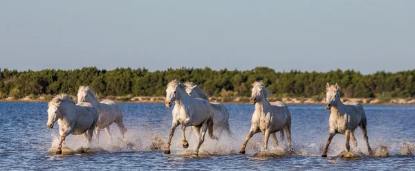 Cválající koně bílé — Stock fotografie