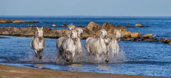 Cavalos galopando ao longo do mar — Fotografia de Stock