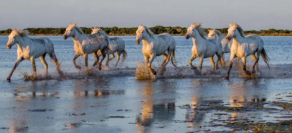 Bílá camargue koně — Stock fotografie