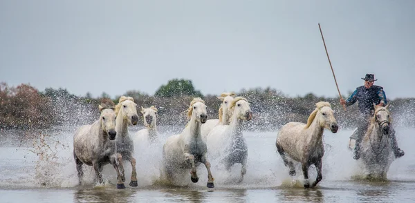 Turma de cai albi camargue — Fotografie, imagine de stoc