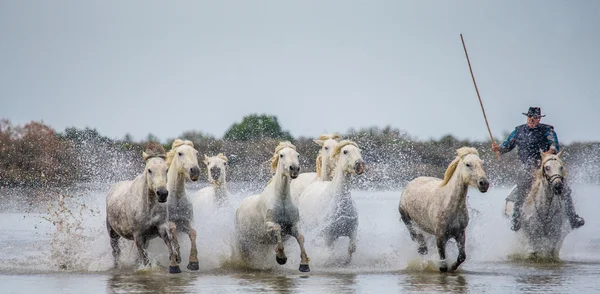 Manada de Caballos Camarga Blanca — Foto de Stock