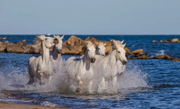 Cavalos galopando ao longo do mar — Fotografia de Stock