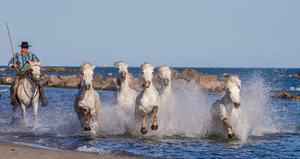 Cavalli che galoppano lungo il mare — Foto Stock