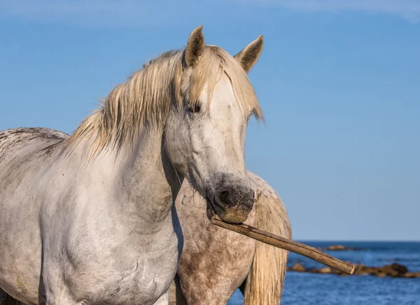 Portrait of white funny horse — Stock Photo, Image