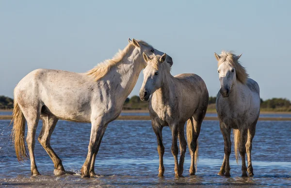 Λευκά άλογα Camargue σταθεί — Φωτογραφία Αρχείου