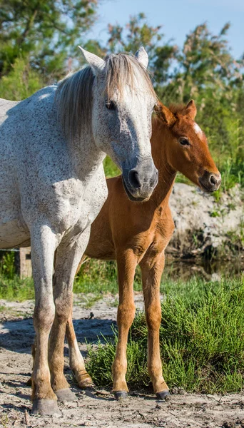 Bebek ile annesi beyaz at — Stok fotoğraf