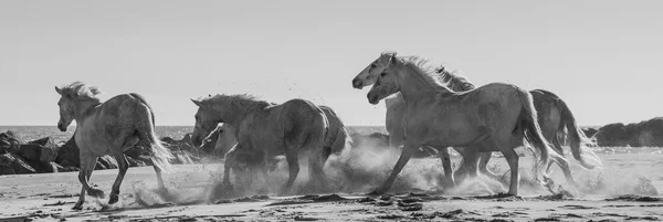 Galloping cavalli bianchi — Foto Stock