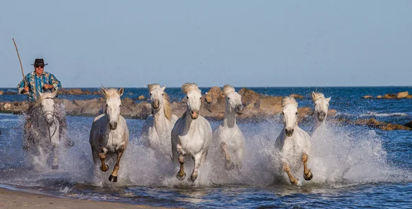 Stádo koní bílých Camargue — Stock fotografie