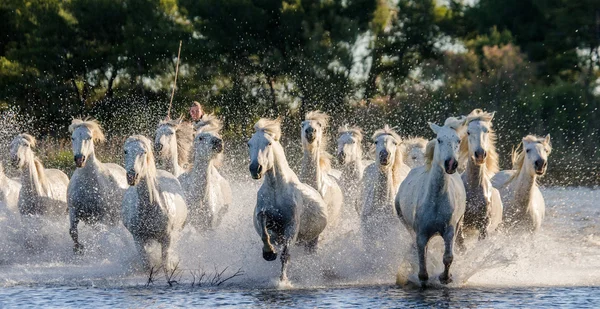 Стадо белых верблюдов — стоковое фото