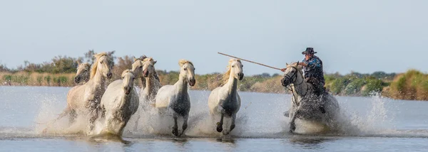 カマルグの白い馬の群れ — ストック写真