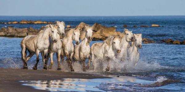 Caballos galopando a lo largo del mar — Foto de Stock