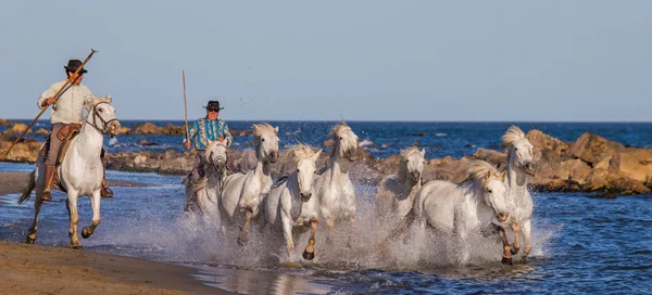 Herd of White Camargue Cavalos — Fotografia de Stock