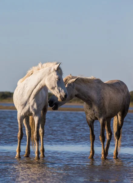 White Camargue Horses stand — Stock Photo, Image